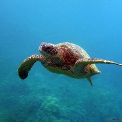 Honu